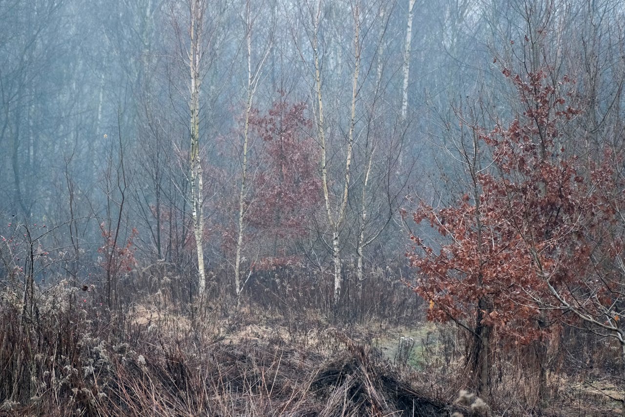 A serene misty woodland scene featuring bare trees and dried leaves in winter.
